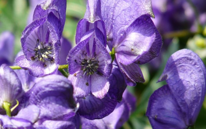 Aconite Nutroo