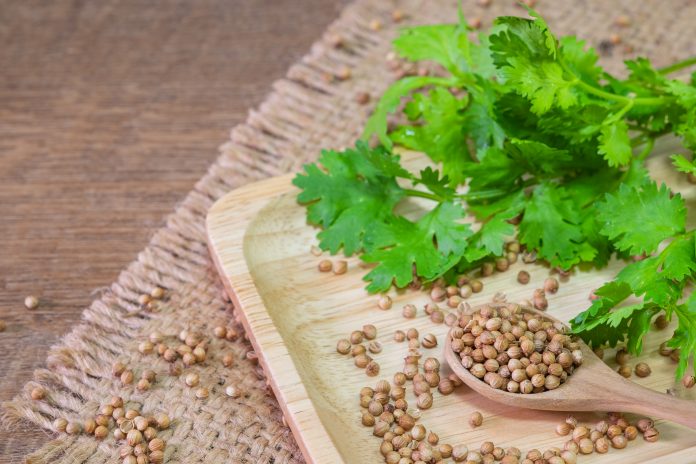 Close-up of dried coriander seeds brown color in a spoon, wooden dish and coriander leaf green color background. vegetarian, concept vegetable food for healthy.