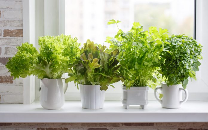 Indoor Gardening The Basics Nutroo