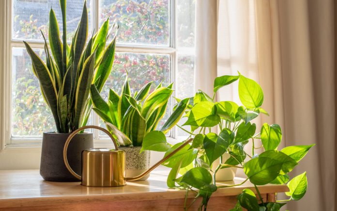 Houseplants That Clean The Air Nutroo