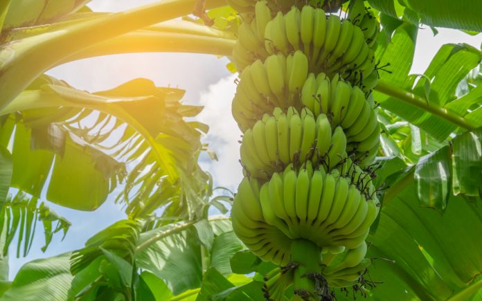 Lern How To Grow Bananas Nutroo